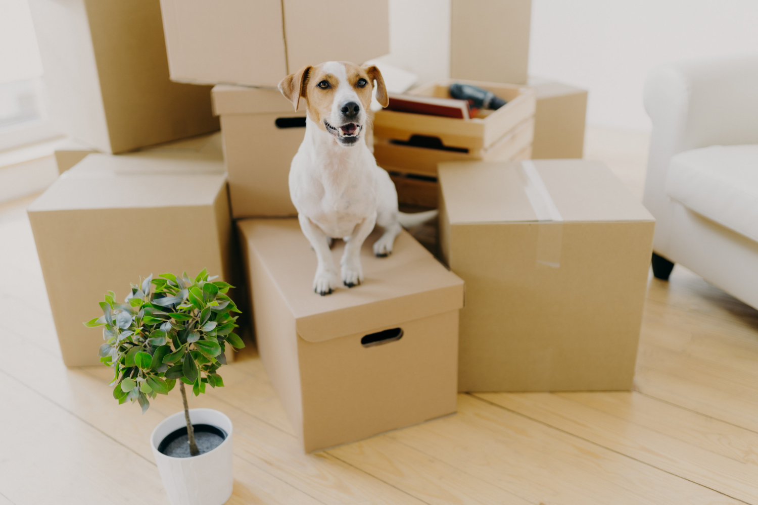 Specialty Moving Service: Animal Transportation